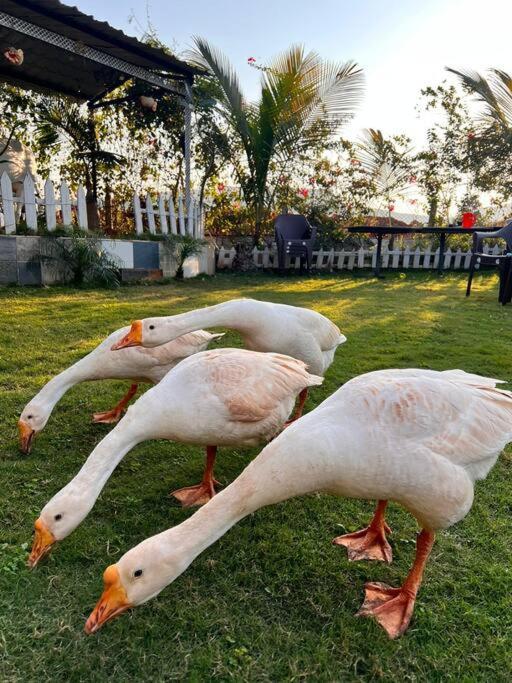 Saifarms Private Farmhouse Between Pune & Lonavala Nethersole Dam Екстер'єр фото